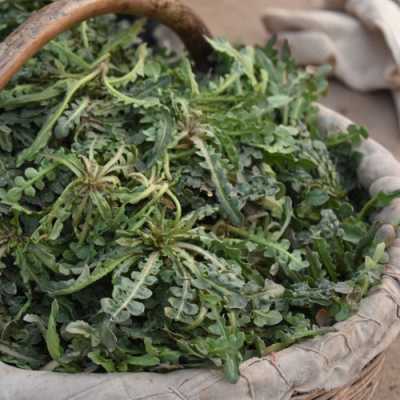 荠菜出产哪里（荠菜出产哪里最多）-第2张图片-厨房小当家