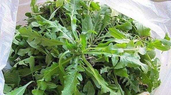 荠菜出产哪里（荠菜出产哪里最多）-第1张图片-厨房小当家