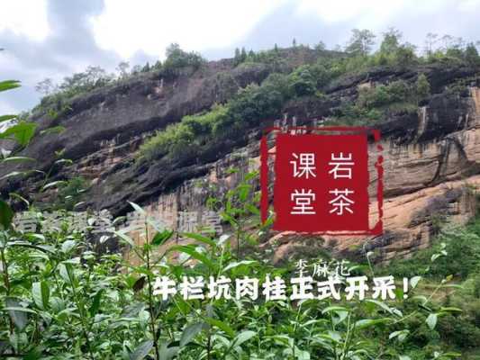 岩茶属于哪里(什么是产于福建东北部的武夷山的乌龙茶的统称因茶树长在岩石中故名岩茶)-第1张图片-厨房小当家 岩茶属于哪里(什么是产于福建东北部的武夷山的乌龙茶的统称因茶树长在岩石中故名岩茶)-第1张图片-厨房小当家