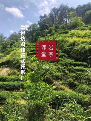 岩茶属于哪里(什么是产于福建东北部的武夷山的乌龙茶的统称因茶树长在岩石中故名岩茶)-第3张图片-厨房小当家 岩茶属于哪里(什么是产于福建东北部的武夷山的乌龙茶的统称因茶树长在岩石中故名岩茶)-第3张图片-厨房小当家