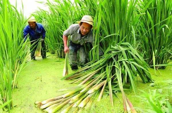 哪里的茭白最好,哪里盛产茭白最多-第3张图片-厨房小当家