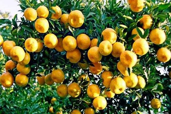 芦柑哪里好(芦柑产地是哪里)-第1张图片-厨房小当家 芦柑哪里好(芦柑产地是哪里)-第1张图片-厨房小当家