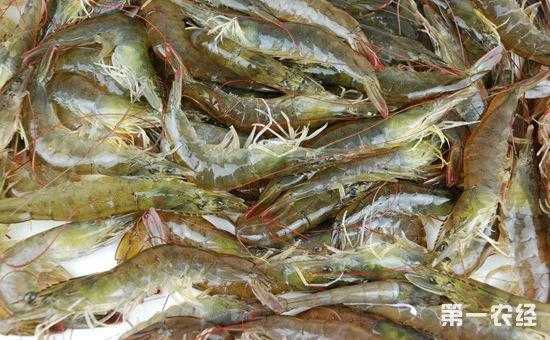 海虾哪里最好(海虾与湖虾哪个好)-第1张图片-厨房小当家 海虾哪里最好(海虾与湖虾哪个好)-第1张图片-厨房小当家