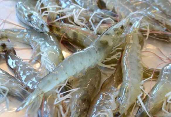 海虾哪里最好(海虾与湖虾哪个好)-第2张图片-厨房小当家 海虾哪里最好(海虾与湖虾哪个好)-第2张图片-厨房小当家