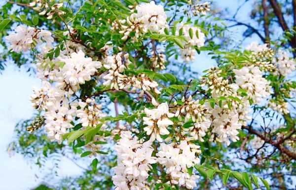 槐花产地是什么地方啊,槐花哪里能吃啊-第3张图片-厨房小当家 槐花产地是什么地方啊,槐花哪里能吃啊-第3张图片-厨房小当家