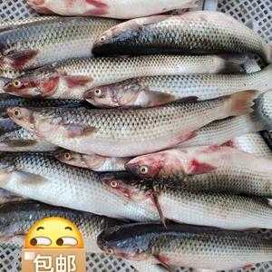 红眼梭子鱼好吃吗,梭鱼哪里好吃又便宜-第2张图片-厨房小当家 红眼梭子鱼好吃吗,梭鱼哪里好吃又便宜-第2张图片-厨房小当家