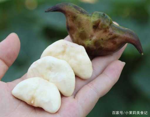哪里菱角好吃(哪里菱角好吃又便宜)-第1张图片-厨房小当家 哪里菱角好吃(哪里菱角好吃又便宜)-第1张图片-厨房小当家