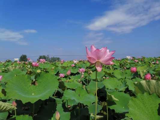 百里荷香味道怎么样（什么地方有荷花）-第1张图片-厨房小当家