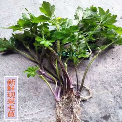 毛茛 敷哪里(毛茛敷哪里)-第3张图片-厨房小当家 毛茛 敷哪里(毛茛敷哪里)-第3张图片-厨房小当家