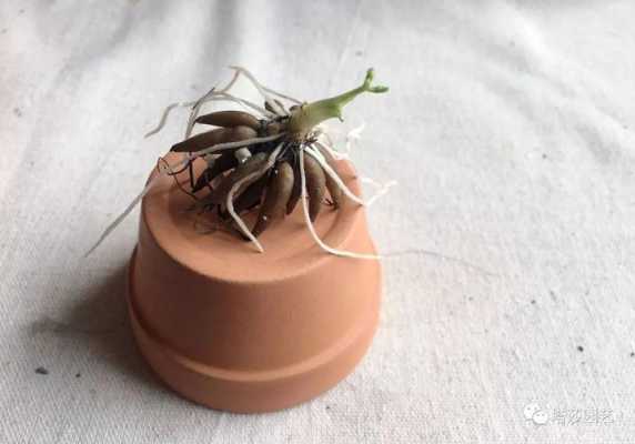 毛茛 敷哪里(毛茛敷哪里)-第1张图片-厨房小当家 毛茛 敷哪里(毛茛敷哪里)-第1张图片-厨房小当家