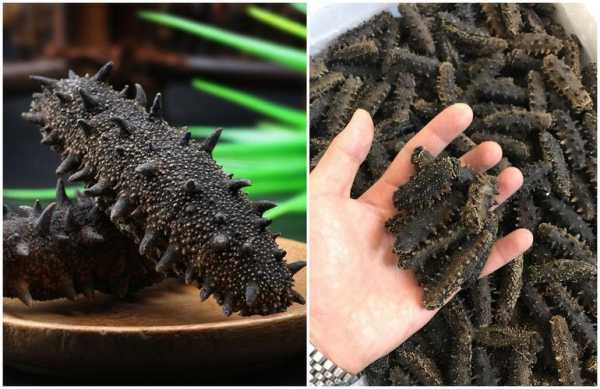 哪里的海参最好最多,海参哪里最多种-第3张图片-厨房小当家 哪里的海参最好最多,海参哪里最多种-第3张图片-厨房小当家