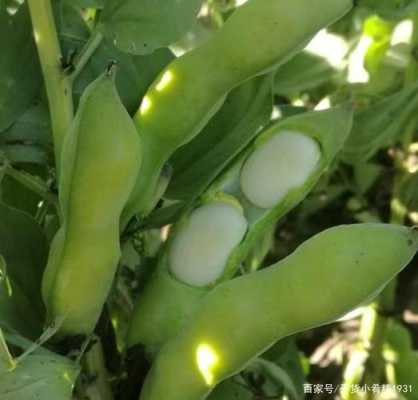 什么蚕豆最大,日本 哪里 蚕豆最出名-第1张图片-厨房小当家 什么蚕豆最大,日本 哪里 蚕豆最出名-第1张图片-厨房小当家