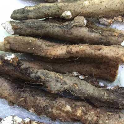 山药来自哪里(山药来自哪里的特产)-第1张图片-厨房小当家 山药来自哪里(山药来自哪里的特产)-第1张图片-厨房小当家