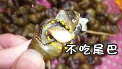 螺丝要吃哪里(我们吃螺蛳的什么部位)-第2张图片-厨房小当家 螺丝要吃哪里(我们吃螺蛳的什么部位)-第2张图片-厨房小当家