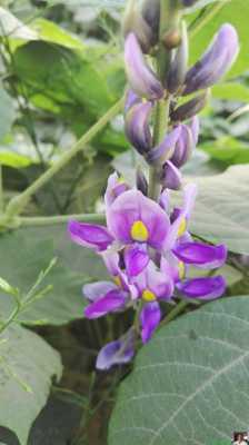 葛花哪里最好（葛花什么时候采摘最好）-第2张图片-厨房小当家