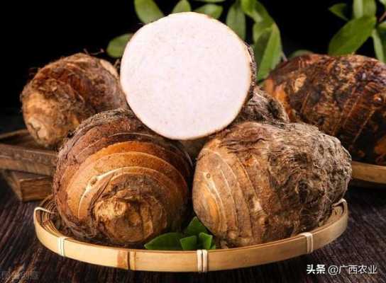 哪里买芋头(哪里买芋头兔甲油胶)-第3张图片-厨房小当家 哪里买芋头(哪里买芋头兔甲油胶)-第3张图片-厨房小当家