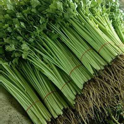 香芹吃哪里（香芹的产地是怎么来的）-第1张图片-厨房小当家