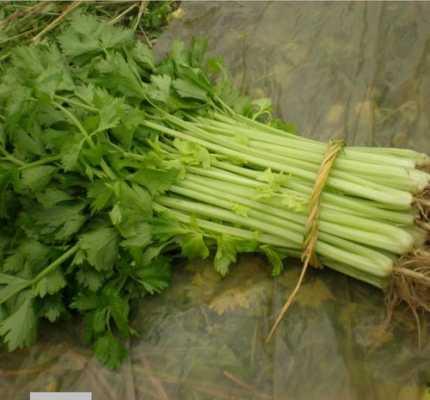 香芹吃哪里（香芹的产地是怎么来的）-第3张图片-厨房小当家