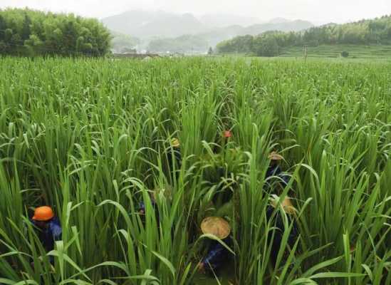 茭白哪里盛产(茭白是南方产的吗)-第1张图片-厨房小当家 茭白哪里盛产(茭白是南方产的吗)-第1张图片-厨房小当家