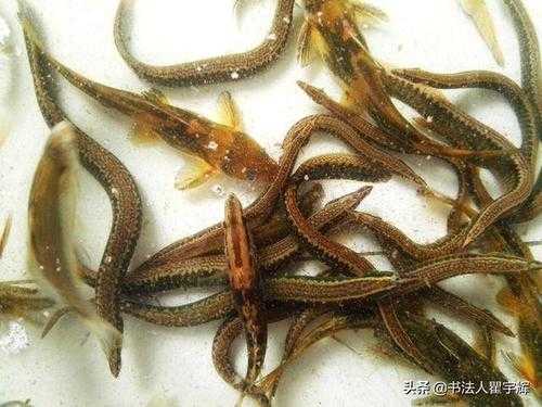 泥鳅哪里好吃(泥鳅沙鳅哪个好吃)-第2张图片-厨房小当家 泥鳅哪里好吃(泥鳅沙鳅哪个好吃)-第2张图片-厨房小当家
