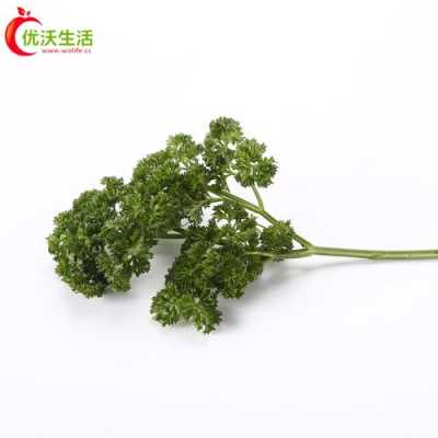 荷兰芹在中国叫什么,荷兰芹菜哪里有卖-第1张图片-厨房小当家 荷兰芹在中国叫什么,荷兰芹菜哪里有卖-第1张图片-厨房小当家