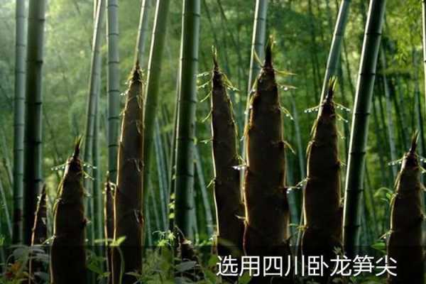 冬笋哪个地方的好,哪里需要竹笋种植-第3张图片-厨房小当家 冬笋哪个地方的好,哪里需要竹笋种植-第3张图片-厨房小当家