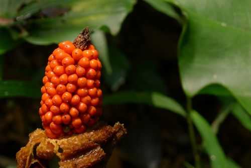 上饶十大果,芋头果实-第1张图片-厨房小当家 上饶十大果,芋头果实-第1张图片-厨房小当家