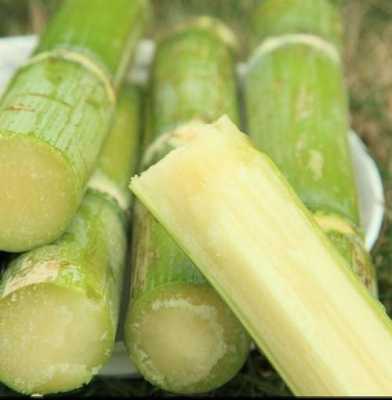 甘蔗哪里最好(甘蔗哪里最好吃最甜)-第2张图片-厨房小当家 甘蔗哪里最好(甘蔗哪里最好吃最甜)-第2张图片-厨房小当家