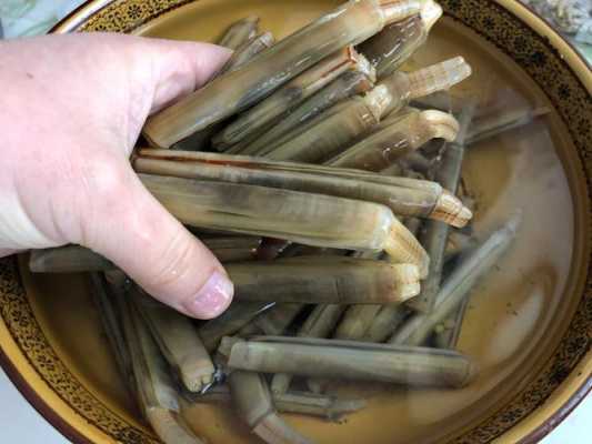 蛏子哪里好吃(蛏子哪里好吃又营养)-第1张图片-厨房小当家 蛏子哪里好吃(蛏子哪里好吃又营养)-第1张图片-厨房小当家