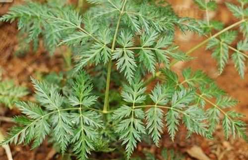 川芎产地在什么地方,哪里川芎质量最好-第1张图片-厨房小当家 川芎产地在什么地方,哪里川芎质量最好-第1张图片-厨房小当家