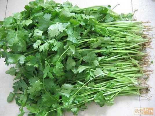 香菜花的食用方法,香菜吃什么部位-第1张图片-厨房小当家 香菜花的食用方法,香菜吃什么部位-第1张图片-厨房小当家