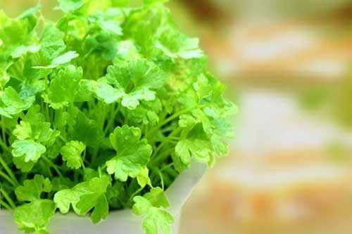 香菜花的食用方法,香菜吃什么部位-第2张图片-厨房小当家 香菜花的食用方法,香菜吃什么部位-第2张图片-厨房小当家