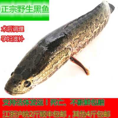 黑鱼哪里产的是最好的,黑鱼哪里好吃又便宜-第2张图片-厨房小当家 黑鱼哪里产的是最好的,黑鱼哪里好吃又便宜-第2张图片-厨房小当家