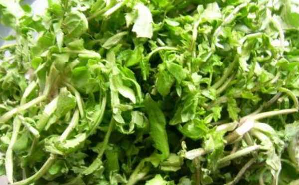 荠菜哪里最多（北京荠菜最多的地方）-第2张图片-厨房小当家