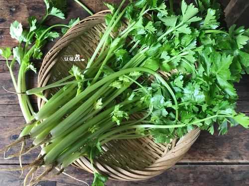芹菜哪里好(芹菜哪里好吃)-第1张图片-厨房小当家 芹菜哪里好(芹菜哪里好吃)-第1张图片-厨房小当家