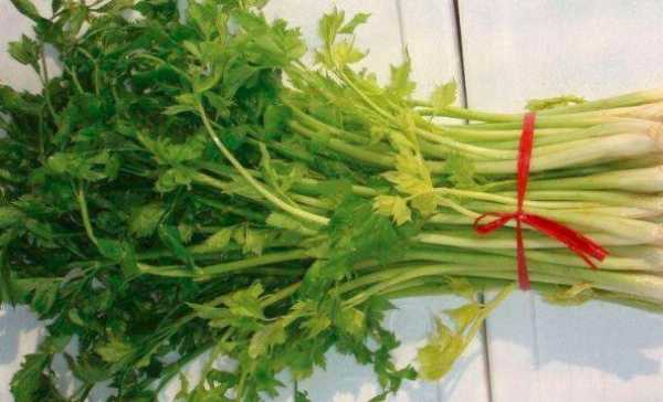 哪里芹菜好吃(西芹与山芹哪个好吃)-第3张图片-厨房小当家 哪里芹菜好吃(西芹与山芹哪个好吃)-第3张图片-厨房小当家