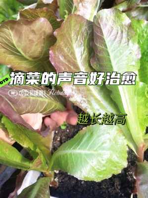 生菜是怎么拿来吃的?是摘叶子、留根还是整棵都砍了吃?求答案,生菜吃哪个部位-第1张图片-厨房小当家 生菜是怎么拿来吃的?是摘叶子、留根还是整棵都砍了吃?求答案,生菜吃哪个部位-第1张图片-厨房小当家
