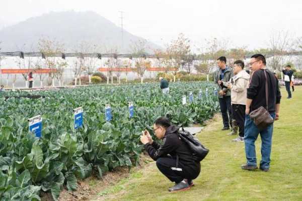 天津哪里兰花(鑫淼花卉和曹庄子花卉市场哪个大)-第2张图片-厨房小当家 天津哪里兰花(鑫淼花卉和曹庄子花卉市场哪个大)-第2张图片-厨房小当家