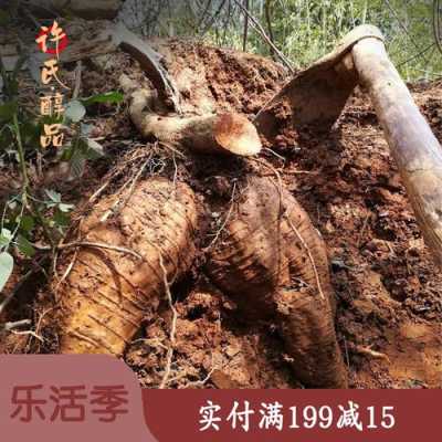 什么地方的葛根最好,哪里粉葛最好吃又甜-第1张图片-厨房小当家 什么地方的葛根最好,哪里粉葛最好吃又甜-第1张图片-厨房小当家