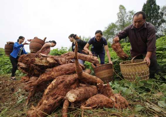 什么地方的葛根最好,哪里粉葛最好吃又甜-第2张图片-厨房小当家 什么地方的葛根最好,哪里粉葛最好吃又甜-第2张图片-厨房小当家