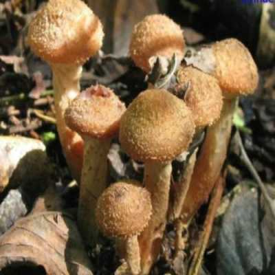 哪里蘑菇好吃(东北十大最好吃的蘑菇排名)-第1张图片-厨房小当家 哪里蘑菇好吃(东北十大最好吃的蘑菇排名)-第1张图片-厨房小当家