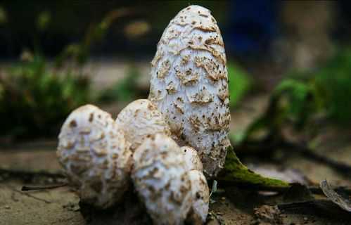 哪里蘑菇好吃(东北十大最好吃的蘑菇排名)-第3张图片-厨房小当家 哪里蘑菇好吃(东北十大最好吃的蘑菇排名)-第3张图片-厨房小当家