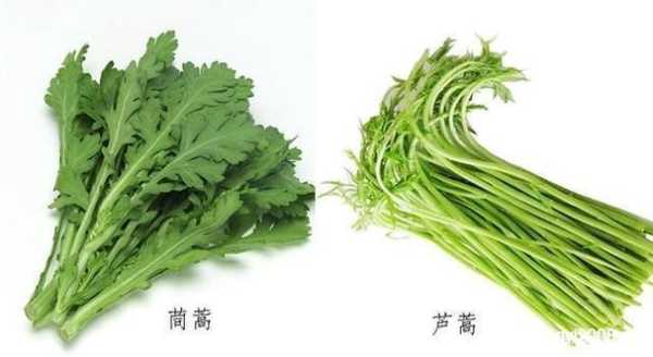 芦蒿哪里吃(芦蒿哪里的最好)-第2张图片-厨房小当家 芦蒿哪里吃(芦蒿哪里的最好)-第2张图片-厨房小当家