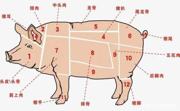 猪哪个位置嫩,猪肉哪里嫩一点-第3张图片-厨房小当家