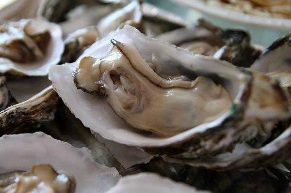 海蛎哪里最多(海蛎哪里最多吃)-第3张图片-厨房小当家 海蛎哪里最多(海蛎哪里最多吃)-第3张图片-厨房小当家
