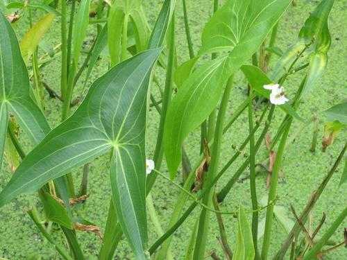 茨菇产地,慈姑在哪里生长-第1张图片-厨房小当家