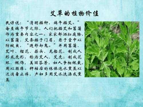 端午艾草哪里(艾草的发源地)-第1张图片-厨房小当家 端午艾草哪里(艾草的发源地)-第1张图片-厨房小当家