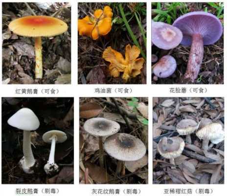 蘑菇哪里有毒（蘑菇哪里有毒?）-第2张图片-厨房小当家