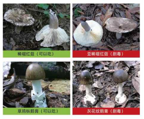 蘑菇哪里有毒（蘑菇哪里有毒?）-第3张图片-厨房小当家