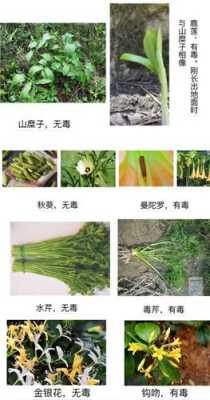 蔬菜哪里有毒(有毒的蔬菜有哪些)-第1张图片-厨房小当家 蔬菜哪里有毒(有毒的蔬菜有哪些)-第1张图片-厨房小当家